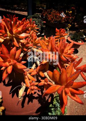 Le succulente piante arancioni che crescono in un giardino desertico illuminato dal sole con foglie vivaci e una texture naturale drammatica. Foto Stock