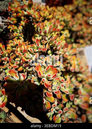Zampa di orso succulenta (Cotyledon tomentosa) con foglie dalla punta rossa fuzzy che crescono alla luce del sole in un giardino succulento nel deserto. Foto Stock