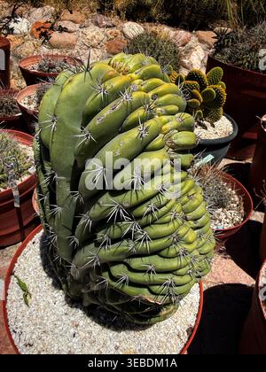 Raro cactus crestato con insoliti motivi di crescita fasciati esposti in un cactus desertico e in un giardino succulento. Foto Stock