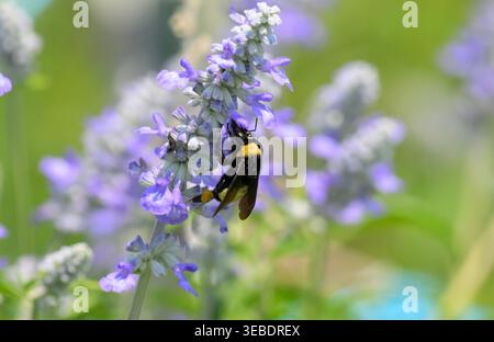Bumble bee ottenere nettare dai fiori viola di Salvia, con polline visibile sulla testa e sulla schiena Foto Stock