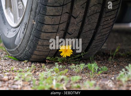 Il dente di leone giallo brillante fiorisce sul terreno polveroso, resistendo alla pressione esercitata da un grande pneumatico parcheggiato Foto Stock