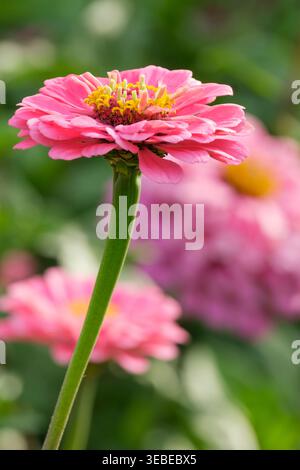 Zinnia elegans Super Yoga Rose, primo piano del fiore rosa, Foto Stock