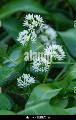 Allium ursinum, aglio selvatico, ramson, piccoli fiori bianchi con sei petali Foto Stock