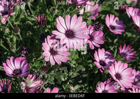 Fiori di margherita africana viola in fiore nei giardini di Boboli, Firenze Italia Foto Stock