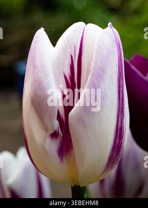 Primo piano di un grande fiore di uva fiammata bianca di tulipani "Flaming Flag" Foto Stock