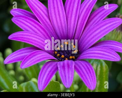 Vivace fioritura a margherita violetta incentrata su un'immagine macro verde lussureggiante Foto Stock