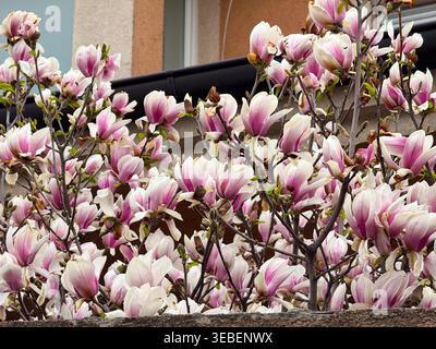 Piattino bianco e rosa i fiori di magnolia fioriscono vicino a un condominio in primavera. Natura urbana, rinnovamento stagionale, giardinaggio ornamentale e floreale Foto Stock