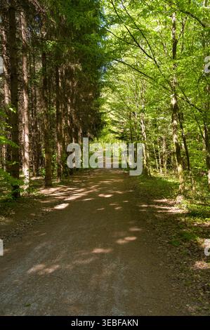 Un sentiero boschivo abbellito dal sole vi aspetta. Il contrasto tra il verde scuro e denso sulla sinistra e gli alberi decidui luminosi e frondosi sulla destra crea Foto Stock