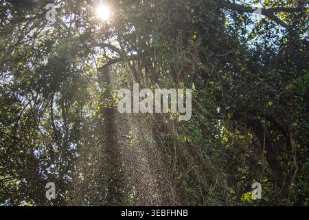 Zimbabwe - Cascate Vittoria - Mosi-oa-Tunya - fasci di sole e gocce d'acqua finissima perforano la fitta foresta pluviale tropicale che confina con Victoria fa Foto Stock