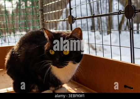 Curioso gatto smoking che si crogiola alla luce del sole primaverile su un patio esterno protetto o su un catio con sfondo innevato Foto Stock