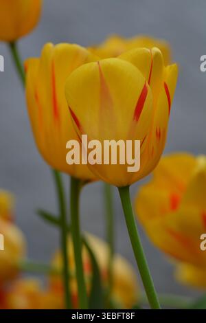Fiore di tulipani giallo, tulipani "Olympic Flame", varietà di tulipani ibridi Darwin, striati di fiamme rosse. Foto Stock