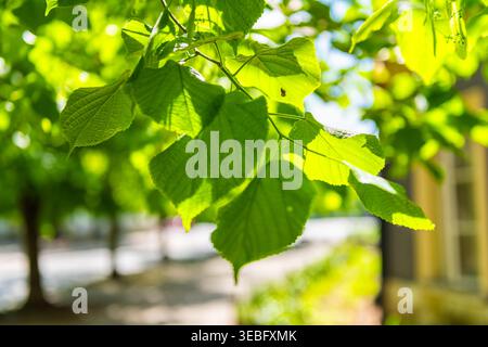 Tiglio foglie di tilia foglie verdi in primavera o in estate alla luce del sole sulla strada alberata di Varsavia Polonia macro primo piano Foto Stock