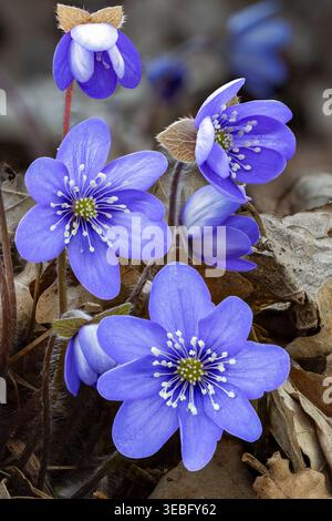 Hepatica comune Foto Stock