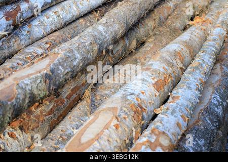 Trama del tronco di betulla. Registri ad albero impilati. Concetto di abbattimento forestale e forestale. Raccolta di legname. I tronchi segati impilati uno sopra l'altro giacciono a terra Foto Stock