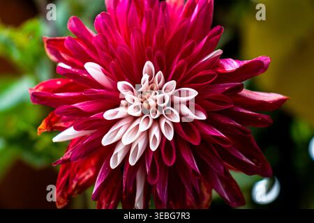 Vista macro ravvicinata di un vivace fiore dahlia rosso e bianco con petali a strati, sfondo morbido e ricco colore naturale, ideale per i fiori, gard Foto Stock