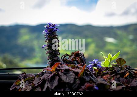 Primo piano di una pianta viola in fiore con foglie scure in primo piano, adagiata su un paesaggio di montagna morbido e sfocato e un cielo nuvoloso e luminoso. Foto Stock