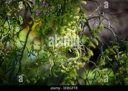 Primo piano del salice cavatappi (Salix matsudana «Tortuosa») in primavera, evidenziando i suoi caratteristici rami intrecciati Foto Stock