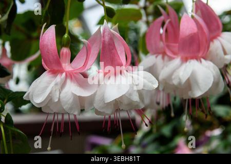 Primo piano di fioriture di fuschia rosa e bianca. Foto Stock