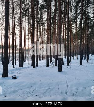 Crepuscolo in una foresta di pini innevati. Serena foresta invernale con alti pini che gettano lunghe ombre sulla neve fresca, calda luce del tramonto. Foto Stock