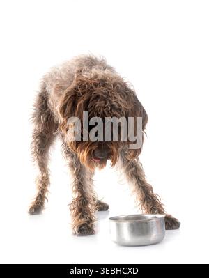 Puntamento Wirehaired Griffon davanti a uno sfondo bianco Foto Stock