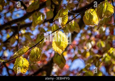 Guardando un faggio al sole primaverile, con foglie giovani che crescono sotto un cielo blu Foto Stock