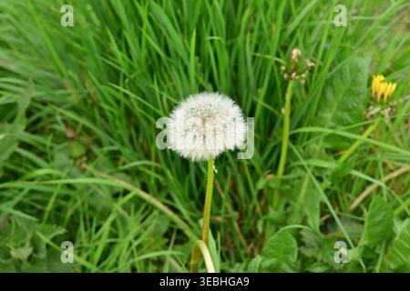 Testa di seme di dente di leone in erba verde con fiore giallo nelle vicinanze Foto Stock