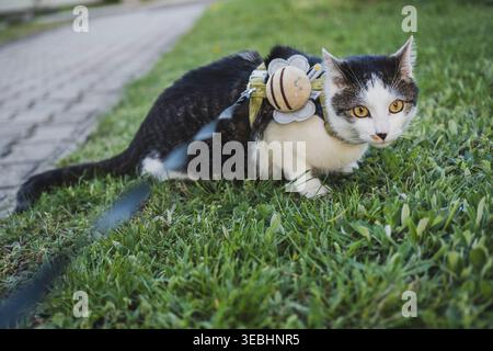 Un gatto bianco e nero che cammina al guinzaglio sul marciapiede, cammina il gatto Foto Stock