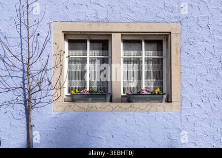 Finestre minimaliste Purple House con albero | Symmetry Architecture Photography Foto Stock