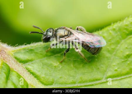 Setole sudore (Lasioglossum imitatum) Foto Stock