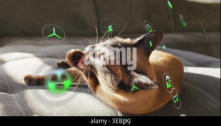 Gatto marrone che lecca la zampa sollevata sul cuscino grigio del divano a casa con icone olografiche verdi Foto Stock