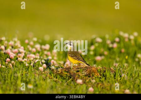 Motacilla flava, adulto piumato in piedi sul prato, Toledo, Spagna, aprile Foto Stock