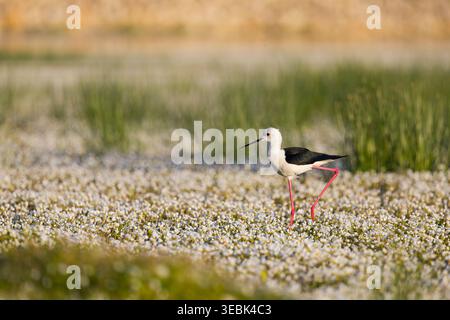 Himantopus himantopus, palafitta alata nera, adulto che cammina nel laghetto coperto da vegetazione fiorita, Toledo, Spagna, aprile Foto Stock