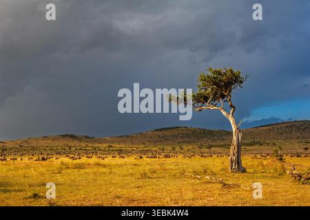 Tramonto spettacolare sulla savana africana con un albero di acacia solitario Foto Stock