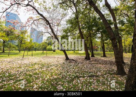 Il paesaggio del parco Chatuchak è in fiore, con i fiori di mare caduti di Tabebuia sparsi sul prato verde. Bangkok, Thailandia. Foto Stock
