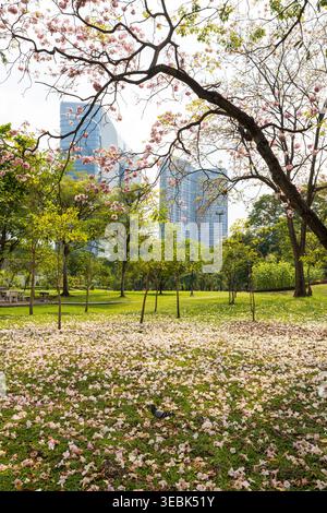 Il paesaggio del parco Chatuchak è in fiore, con i fiori di mare caduti di Tabebuia sparsi sul prato verde. Bangkok, Thailandia. Foto Stock