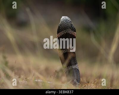 Il cobra reale, scientificamente conosciuto come Ophiophagus hannah, è il serpente velenoso più lungo del mondo. Foto Stock