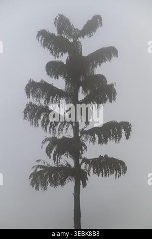 Albero nella nebbia Foto Stock