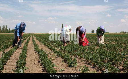 Lavoratori agricoli che zuppa fagioli nel campo. Foto Stock