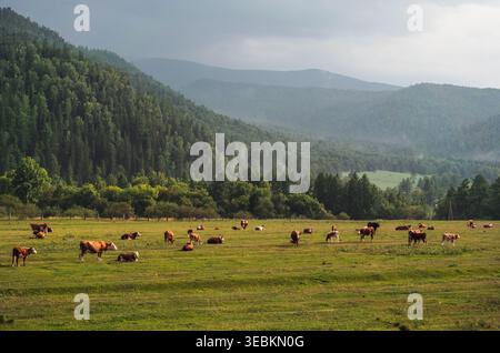 Valle dell'Altai con bestiame che pascolano e riposano in pascolo verde sotto il cielo nuvoloso Foto Stock