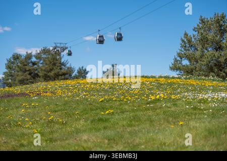 Le funivie scivolano sul prato illuminato dal sole, pieno di fiori gialli. L'erba verde degrada dolcemente sotto il cielo azzurro. Alti pini incorniciano terre panoramiche Foto Stock
