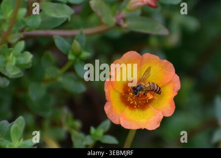 Un'ape miele asiatica che raccoglie il nettare in un fiore di portulaca (rosa muschio). Fotografato nella parte occidentale di Singapore. Foto Stock