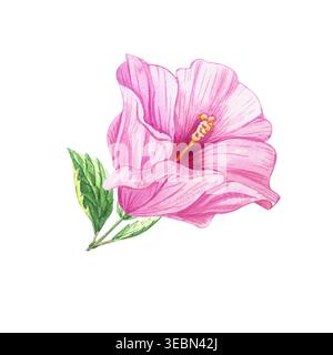 Fiore di ibisco rosa. Illusione botanica acquerello isolata su bianco. Clip art per piante tropicali in fiore disegnate a mano per disegni botanici estivi Foto Stock