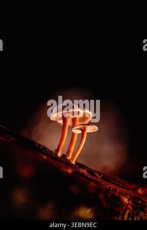 Veduta di tre funghi luminosi con gambi arancioni su un ramo scuro, delicatamente illuminati su uno sfondo scuro e sfocato, Kabupaten Soppeng, Sulawesi meridionale, in Foto Stock