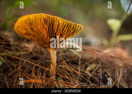 Vista di un fungo arancione solitario e luminoso con intricate branchie che si alzano da un tappeto testurizzato di aghi di pino secco, Kabupaten Soppeng, so Foto Stock