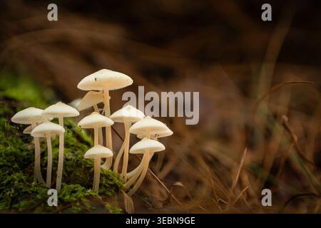 Vista dei delicati funghi pallidi sul muschio verde vibrante, in contrasto con il fondo boschivo marrone e sfocato, Kabupaten Soppeng, Sulawesi meridionale, indonesiane Foto Stock