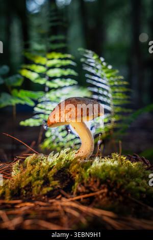 Veduta di un fungo solitario con un berretto marrone terroso e fusto luminoso che emerge dal muschio di velluto verde vibrante su un pavimento boschivo ondulato, Kabupaten SOP Foto Stock