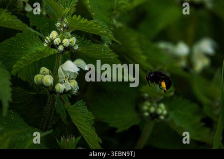 Bumblebee che raccoglie polline da fiori bianchi di ortica morta Foto Stock