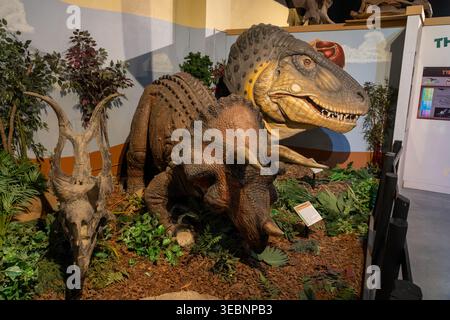 Modelli di dinosauri al Dinosaur Journey Museum di Fruita, Colorado. L-R: Cranio di Diabloceratops, triceratops e Tyrannosaurus rex. Foto Stock