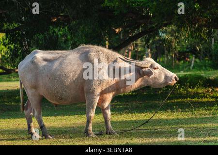 Un bufalo d'acqua bianca in piedi su un terreno erboso in un parco tropicale, legato a corda, paesaggio rurale naturale, animale domestico in Thailandia Foto Stock