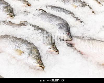 Spigola fresca su un letto di ghiaccio tritato presso un banco di pesce al supermercato. Pesce intero crudo esposto in vendita. Foto Stock